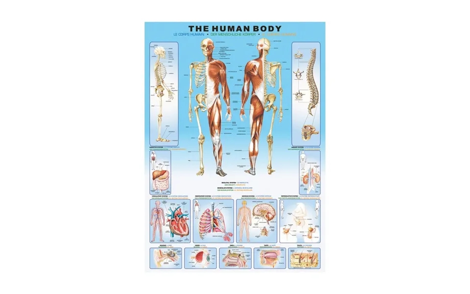 Plakat The Human Body - Str. 60x90 Cm.