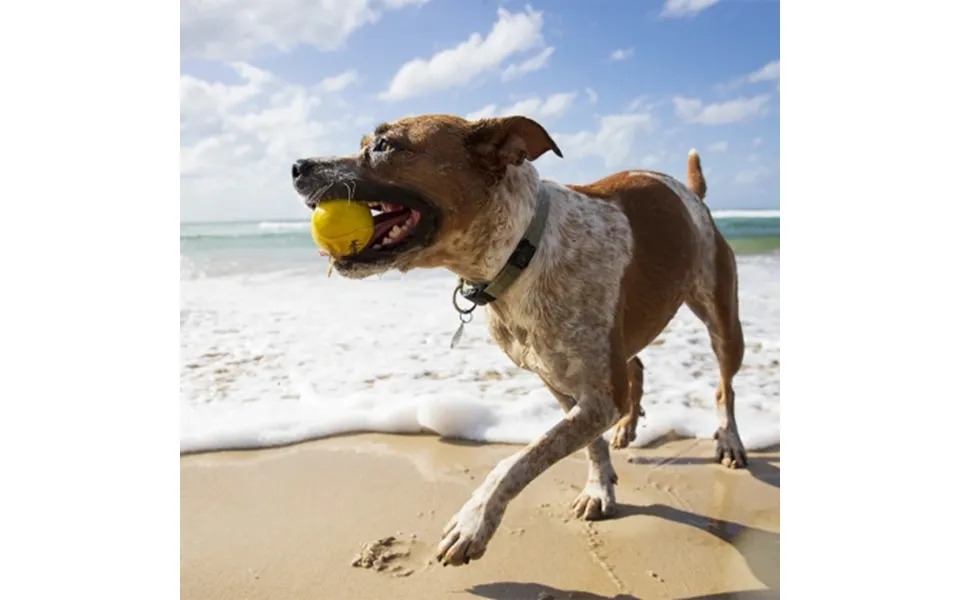 Flydende Bold Til Hunden