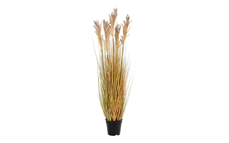 Sorghum Grass - Kunstig Plante, Natur H 110 Cm