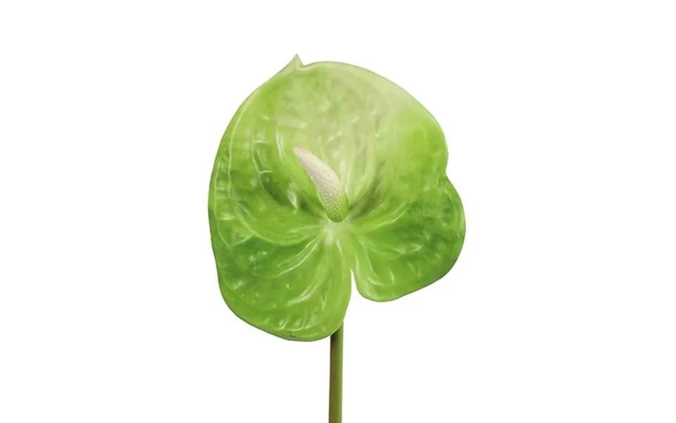 Anthurium Lime H 61 Cm