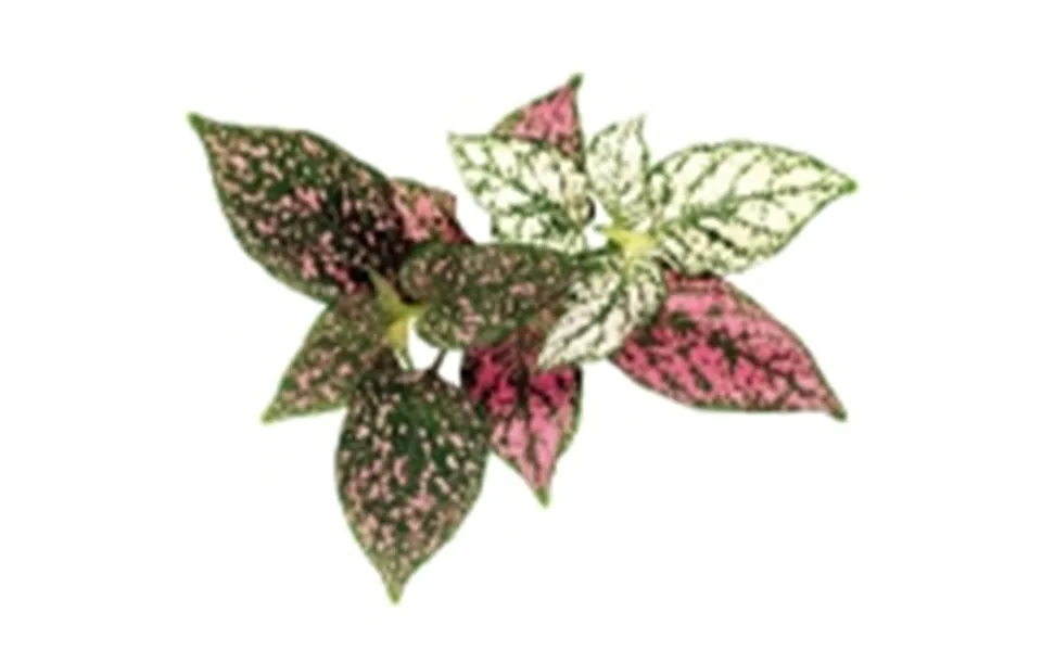 Click & Grow Sgr48x3, Prydplante, Genopfyldning, Hurtig Producent 3-5 Uger , 7 Dage, 3 Måned Er , 18 - 30 C