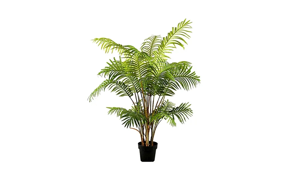 Areca Palme 150 Cm Med 21 Palmeblade