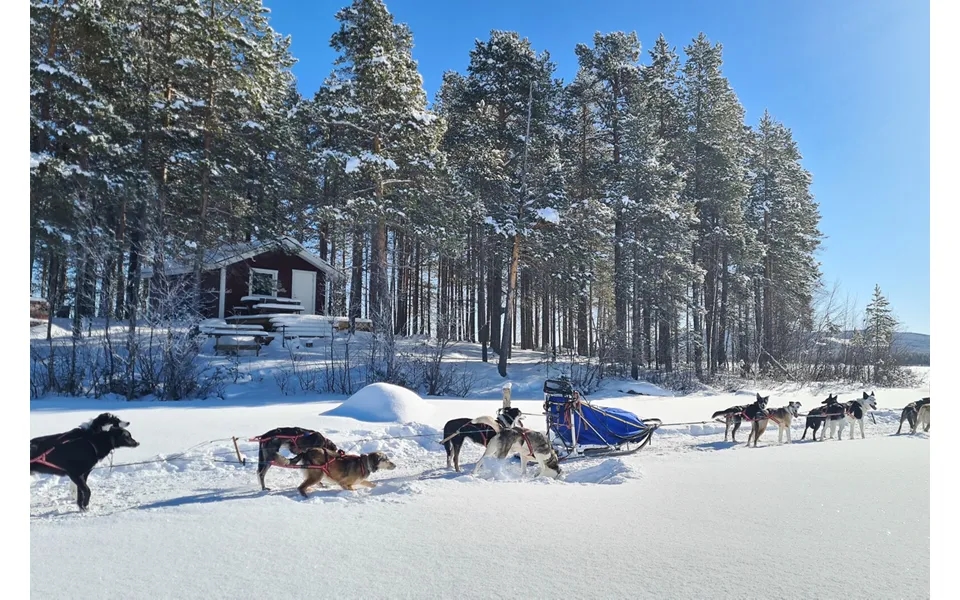 Go Dream Hundeslæde Og Overnatning - Oplevelsesgaver
