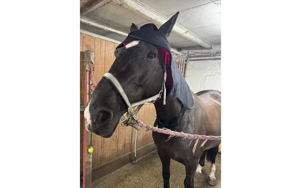Rød Lys Terapi Hætte Til Pony Heat Sense Horse - Red Light Therapy