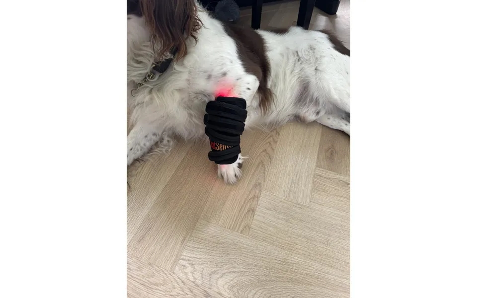 Rød Lysterapi Gamache Til Hunde - Red Light Therapy