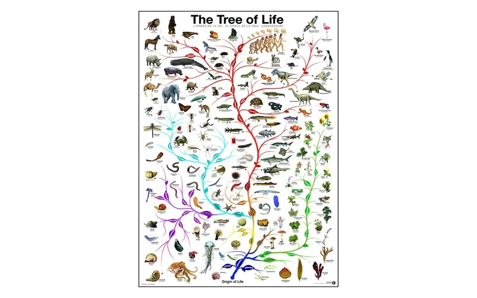 Plakat The Tree Of Life - Str. 60x90 Cm.