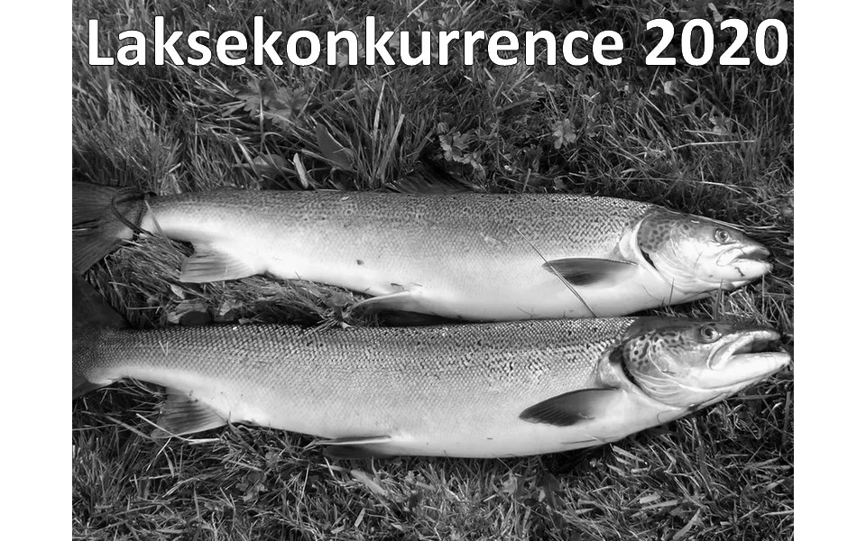 Laksekonkurrence 2020 - Deltagerbevis