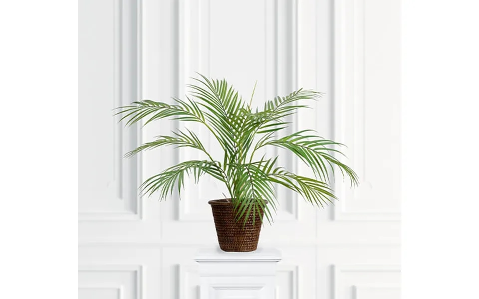 Bjergpalm Potteplante Grøn