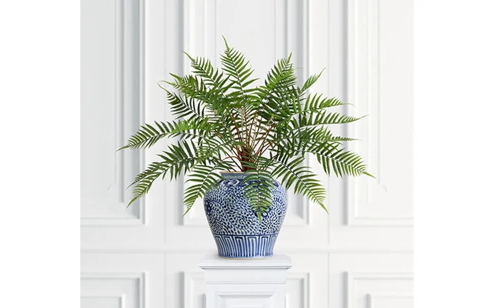 Bregne Potteplante Grøn