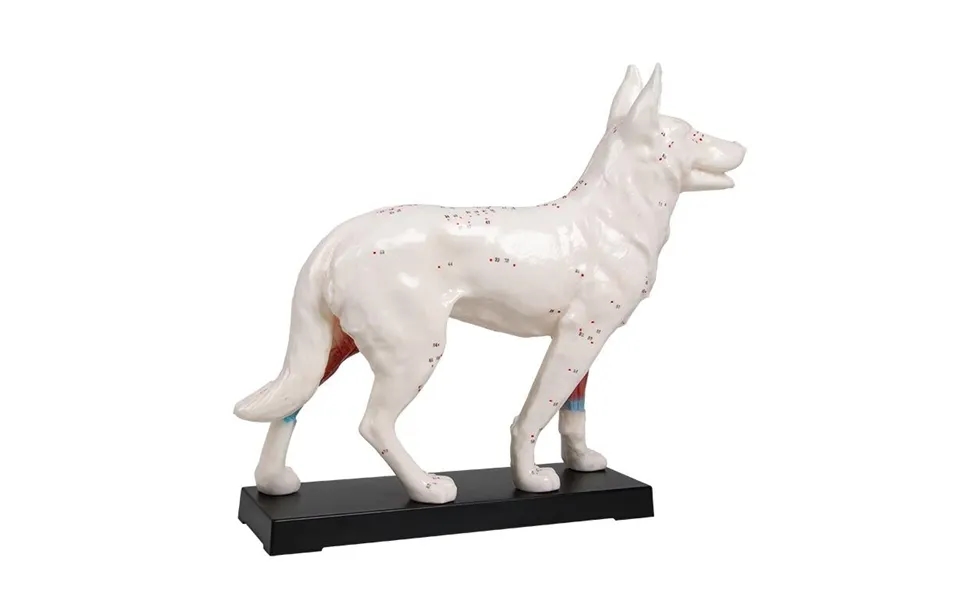 Akupunktur Hund Model