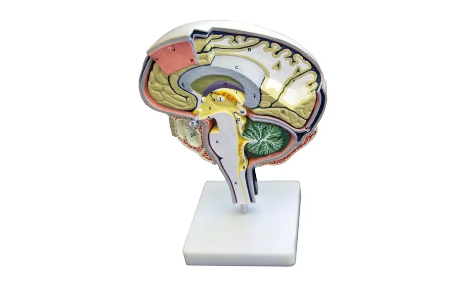 Hjernesektionsmodel